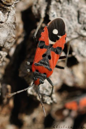 Lygaeus equestris, Rebigue 31 © Ghislain Riou