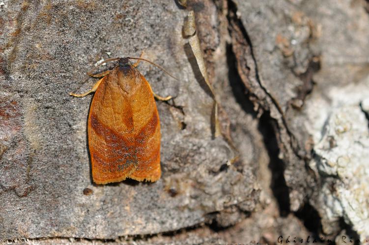 Cacoecimorpha pronubana, Toulouse 31 © Ghislain Riou