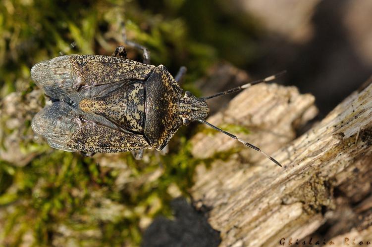 Rhaphigaster nebulosa, Rebigue 31 © Ghislain Riou