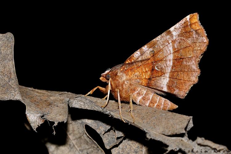 Selenia dentaria, Rebigue 31 © Ghislain Riou