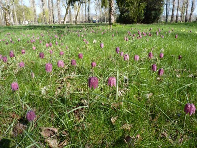 Fritillaire pintade (Fritillaria meleagris) - Castelnau-de-Montmiral (81) © Mathieu Menand