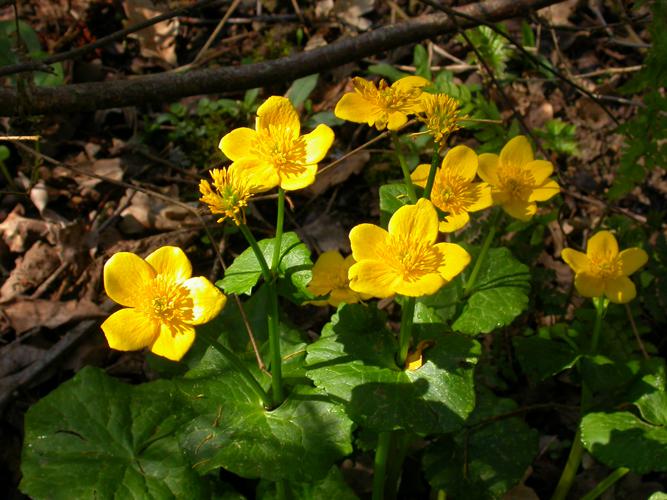 Populage des marais (Caltha palustris) - Etang de l'Armagnac (32) © Laurent Barthe