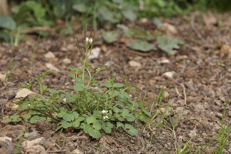 Cardamine hérissée (Cardamine hirsuta) - Ordan-Larroque (32) © Laurent Barthe