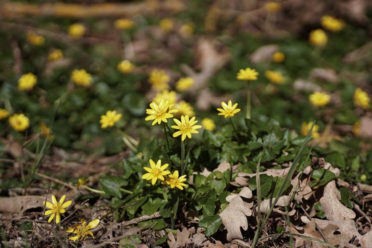 Ficaire à bulbilles (Ficaria verna) - Ordan-Larroque (32) © Laurent Barthe