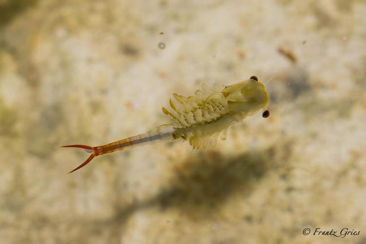 Chirocéphale diaphane (Chirocephalus diaphanus) - Méjannes-le-Clap (Gard) © Frantz Gries