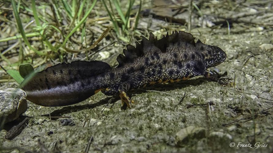 Triton crêté (Triturus cristatus) - La Capelle-et-Masmolène (Gard) © Frantz Gries