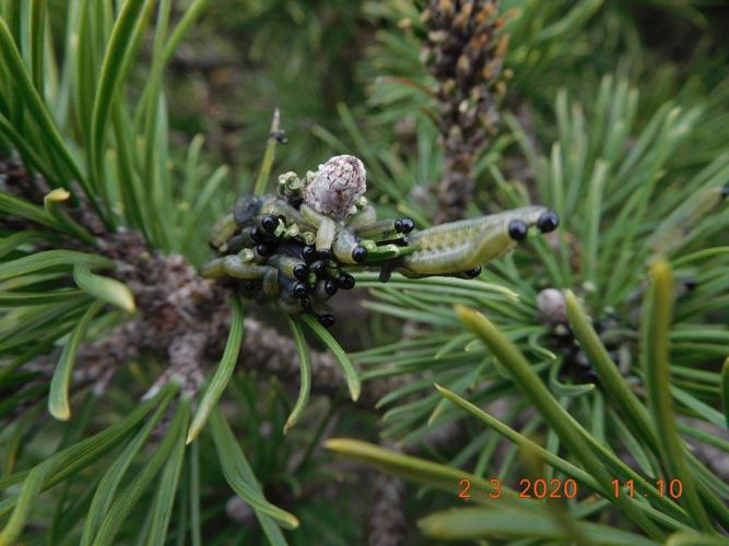 Diprion du pin sylvestre (Neodiprion sertifer), Cornebarrieu (31), 02 mars 2020 © Gilles Blancafort