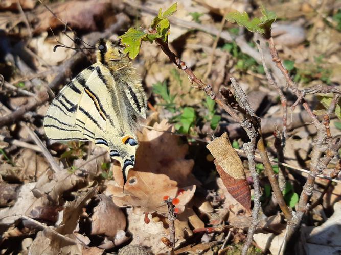 Iphiclides podalirius émergence, Rebigue 31, 08/03/2020 © Ghislain Riou