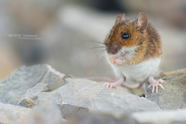 Mulot à collier (Apodemus flavicollis) © Matthieu Berroneau