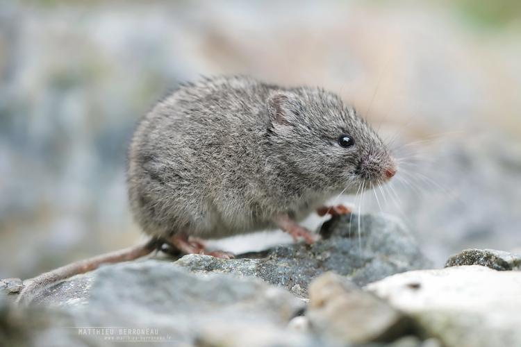 Campagnol des neiges (Chionomys nivalis) © Matthieu Berroneau