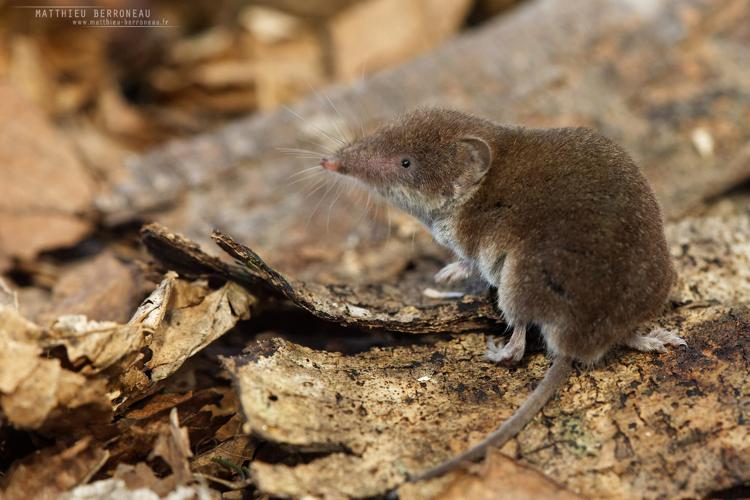 Crocidure musette (Crocidura russula) © Matthieu Berroneau