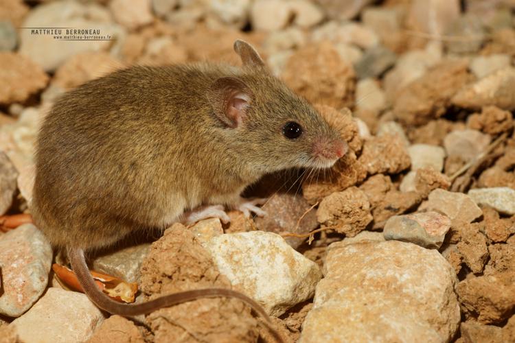 Souris d'Afrique du Nord (Mus spretus) © Matthieu Berroneau