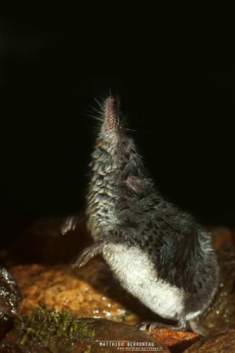 Crossope de Miller (Neomys anomalus) © Matthieu Berroneau