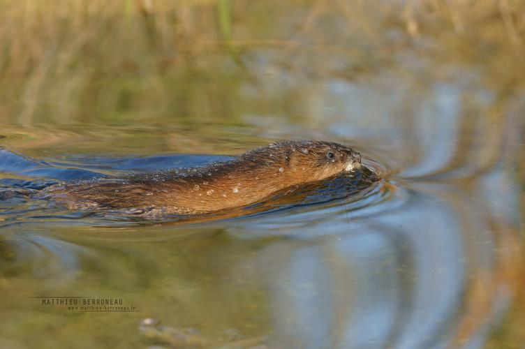 Rat musqué (Ondatra zibethicus) © Matthieu Berroneau