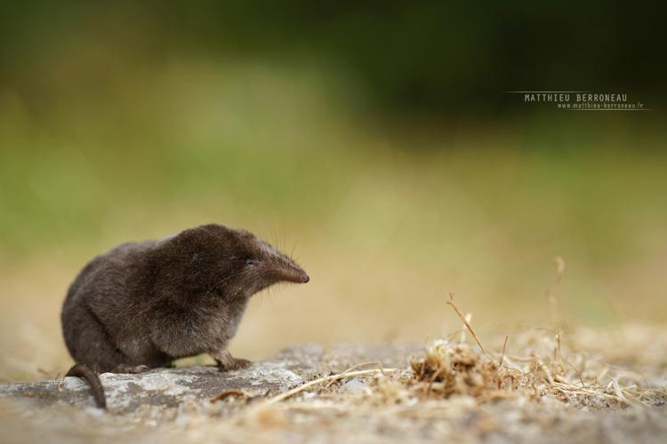 Musaraigne couronnée (Sorex coronatus) © Matthieu Berroneau