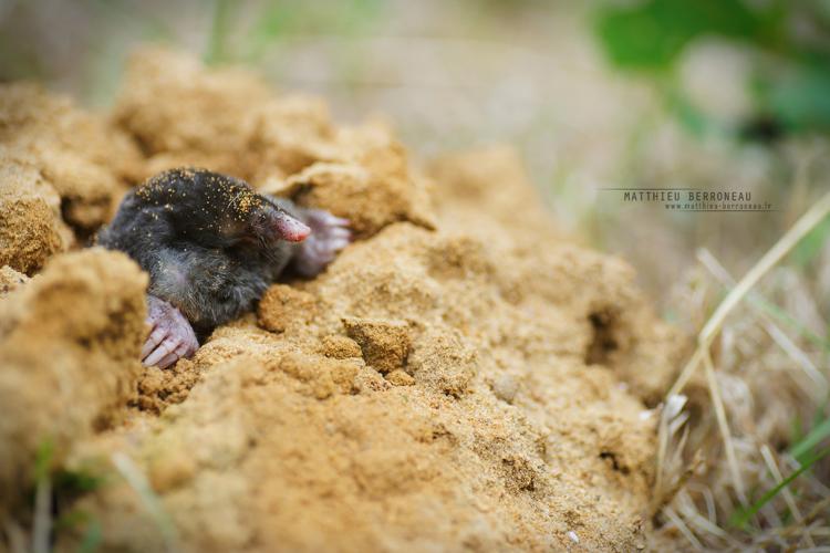 Taupe d'Europe (Talpa europaea) © Matthieu Berroneau