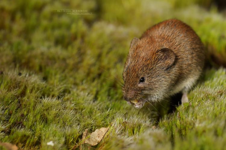 Campagnol roussâtre (Clethrionomys glareolus) © Matthieu Berroneau