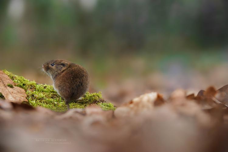 Campagnol agreste (Microtus agrestis) © Matthieu Berroneau