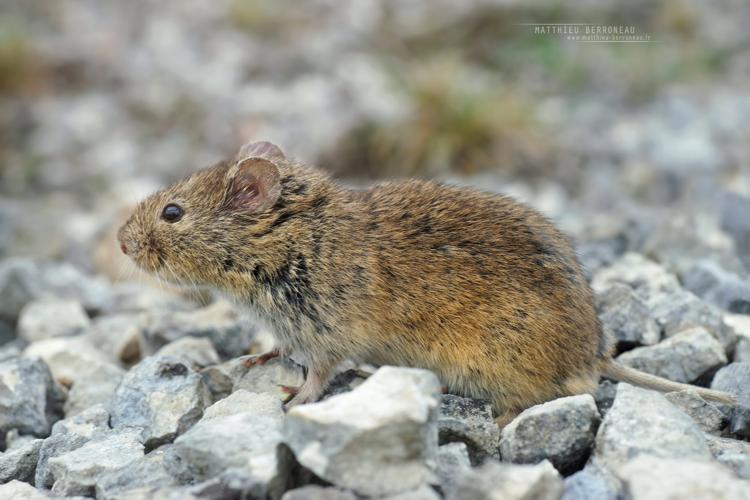 Campagnol des champs (Microtus arvalis) © Matthieu Berroneau