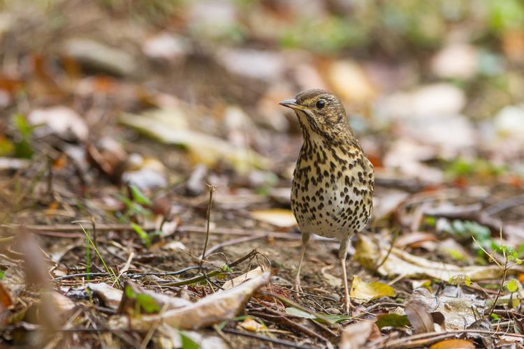 Grive musicienne (Turdus philomelos) - Mazères (Ariège) © Jessica Joachim