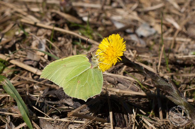 Citron (Gonepteryx rhamni) - Bélesta (Ariège) © Jessica Joachim