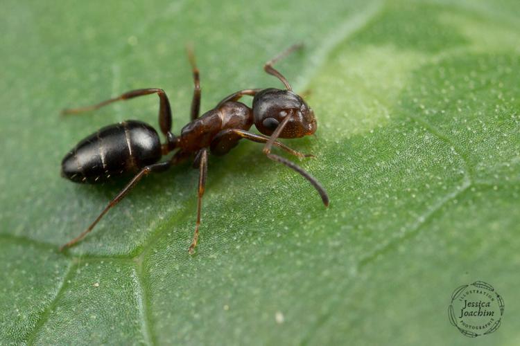 Colobopsis truncata - Mazères (Ariège) © Jessica Joachim