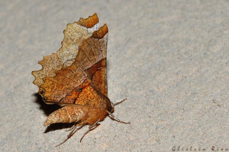 Selenia lunularia, Rebigue 31 © Ghislain Riou