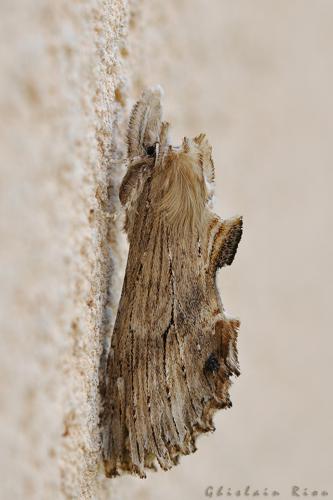 Pterostoma palpina, Rebigue 31 © Ghislain Riou