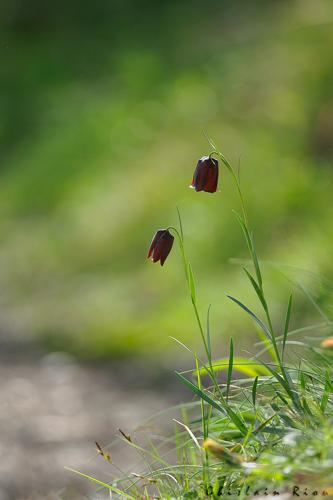 Fritillaria pyrenaica, Bédeilhac-et-Aynat 09 © Ghislain Riou