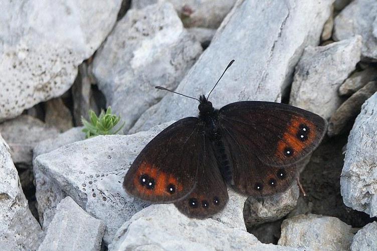 Erebia lefebvrei © Jude Lock