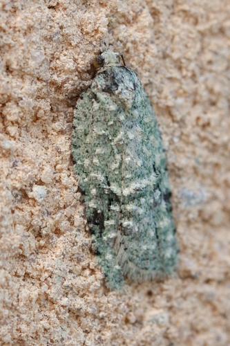 Acleris literana, Rebigue 31 © Ghislain Riou