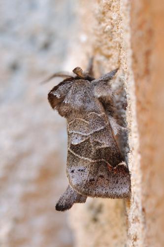 Clostera pigra, Rebigue 31 © Ghislain Riou