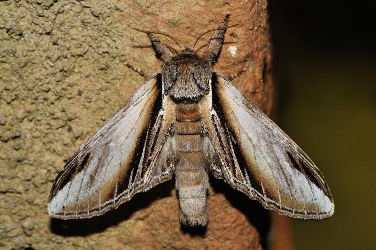 Pheosia tremula, Rebigue 31 © Ghislain Riou