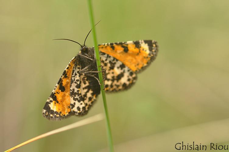 Eurranthis plummistaria, Causse d'Aumelas 34 © Ghislain Riou