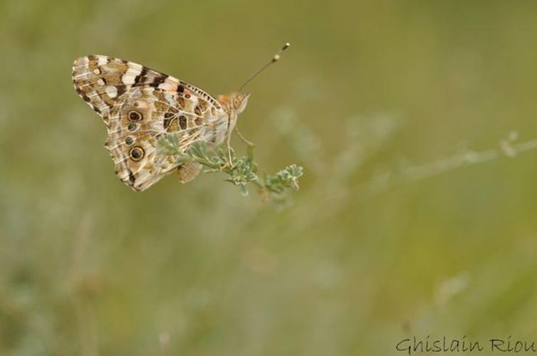 Vanessa cardui, Pavie 32, le 06/08/2011 © Ghislain Riou