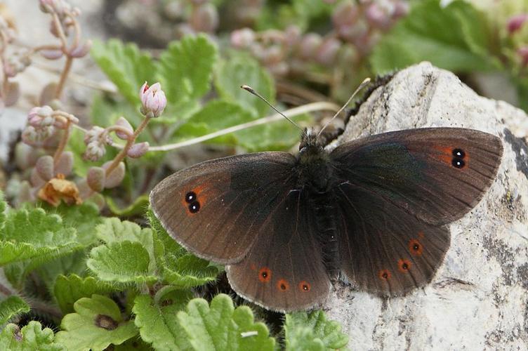 Erebia cassioides mâle (= arvernensis), le 03/07/2003. Barèges (65) © Jude Lock