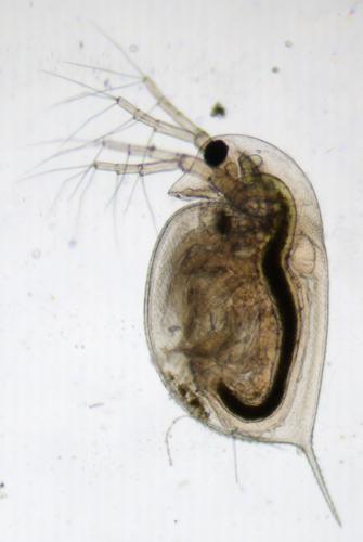 Daphnia pulex, Launaguet 31, mars 2020 © Anaëlle Bernard