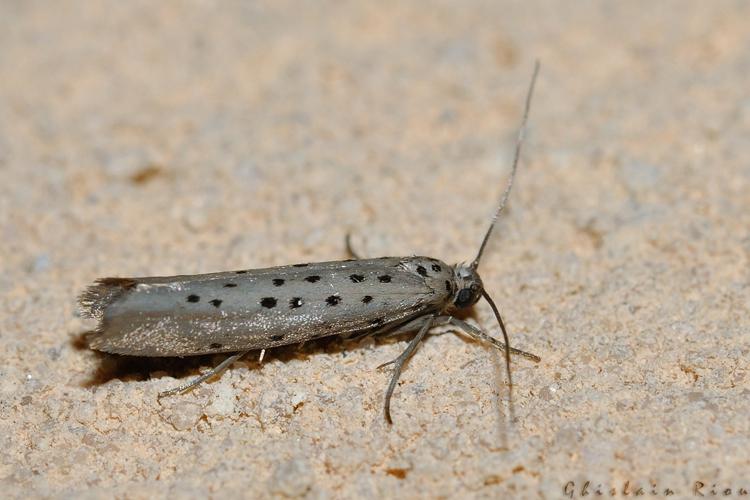 Yponomeuta sedella, Rebigue 31, avril 2020 © Ghislain Riou