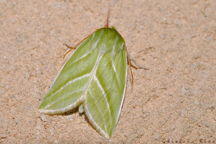 Pseudoips prasinana, Rebigue 31, avril 2020 © Ghislain Riou