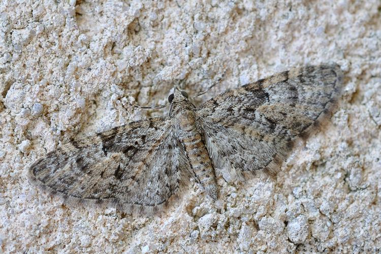 Eupithecia abbreviata, Rebigue 31, mars 2020 © Ghislain Riou