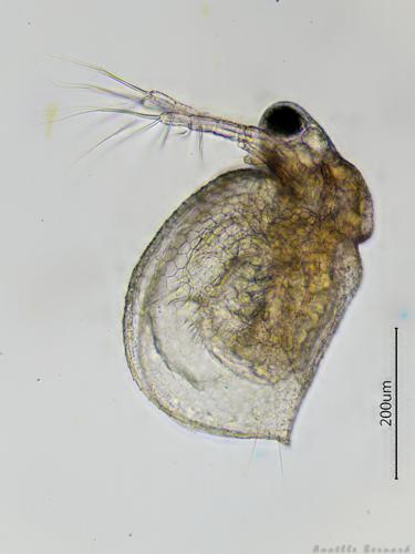 Ceriodaphnia reticulata, Launaguet 31, avril 2020 © Anaëlle Bernard