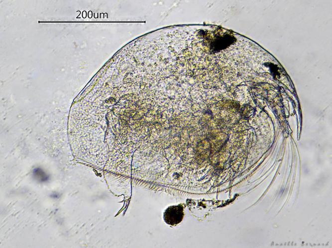 Pleuroxus aduncus, Launaguet 31, avril 2020 © Anaëlle Bernard