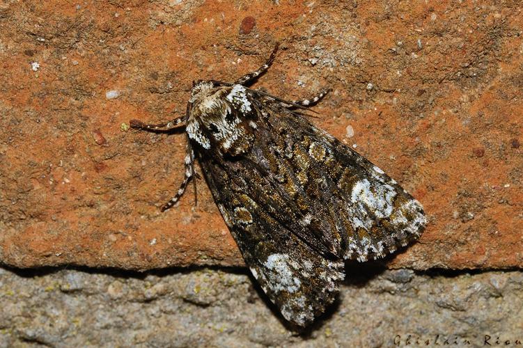 Craniophora ligustri, Rebigue 31, avril 2020 © Ghislain Riou