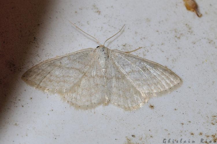 Scopula floslactata, Rebigue 31, avril 2020 © Ghislain Riou