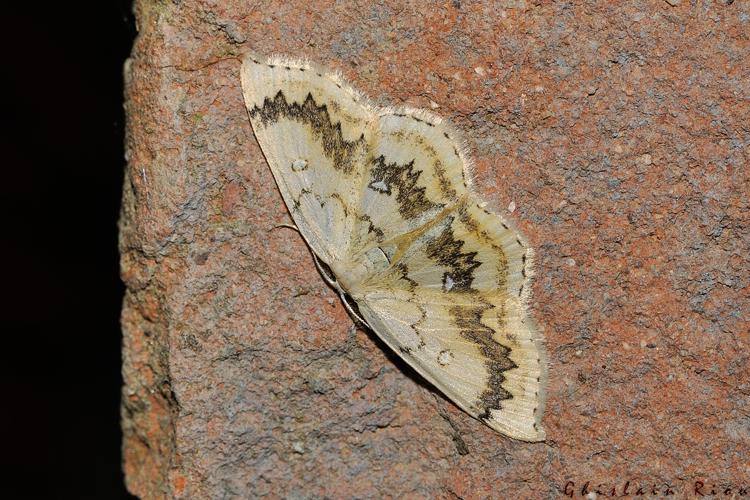 Cyclophora annularia, Rebigue 31, avril 2020 © Ghislain Riou