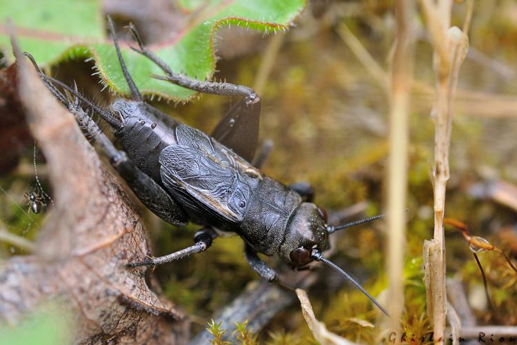 Melanogryllus desertus mâle, Montpezat-de-Quercy 82 © Ghislain Riou