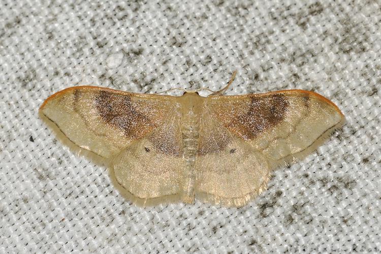 Idaea degeneraria, Rebigue 31, avril 2020 © Ghislain Riou