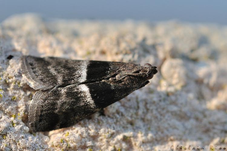 Elegia atrifasciella, Rebigue 31, avril 2020 © Ghislain Riou