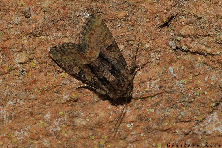 Oligia sp, Rebigue 31, avril 2020 © Ghislain Riou