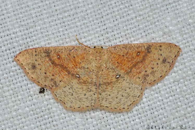 Cyclophora porata, Rebigue 31, avril 2020 © Ghislain Riou